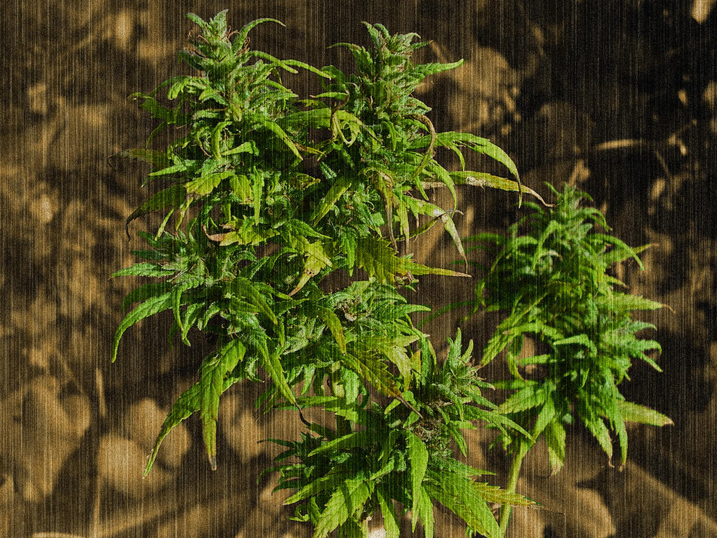 Indoor Medical Marijuana Growing Guide