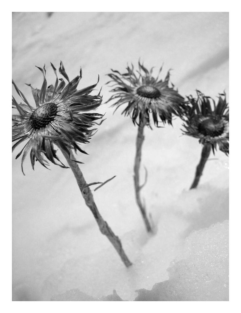 clipart dead flowers - photo #40