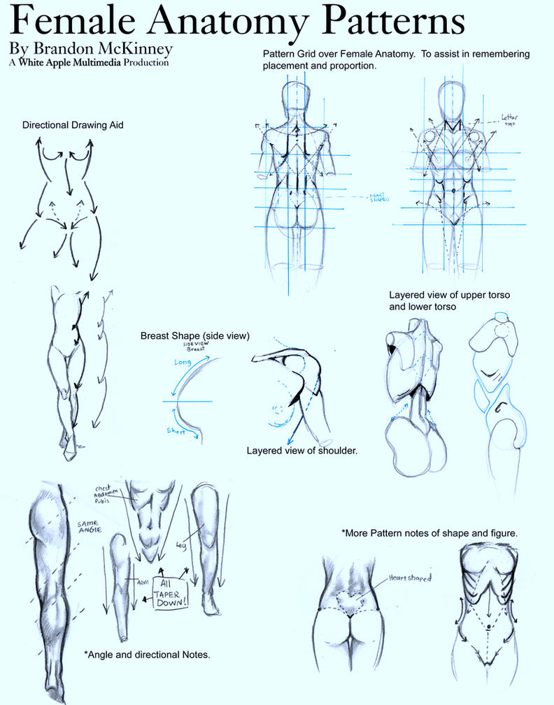 anatomy woman