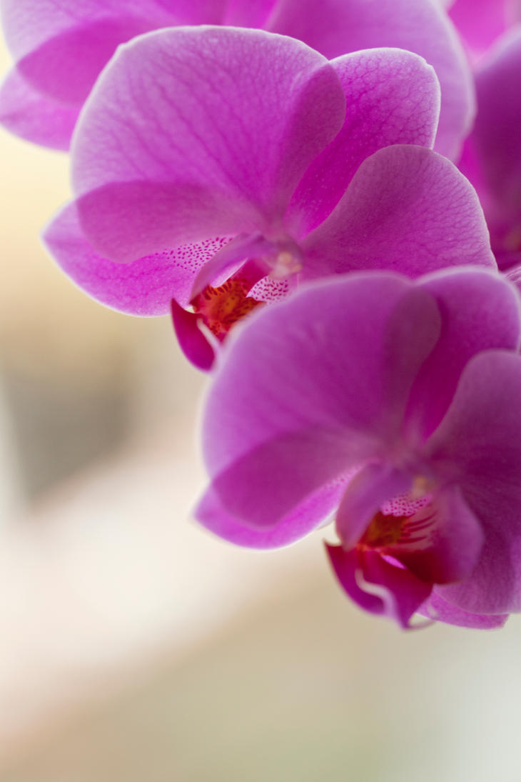 orchids_9_by_sy_accursed-d46ighv.jpg