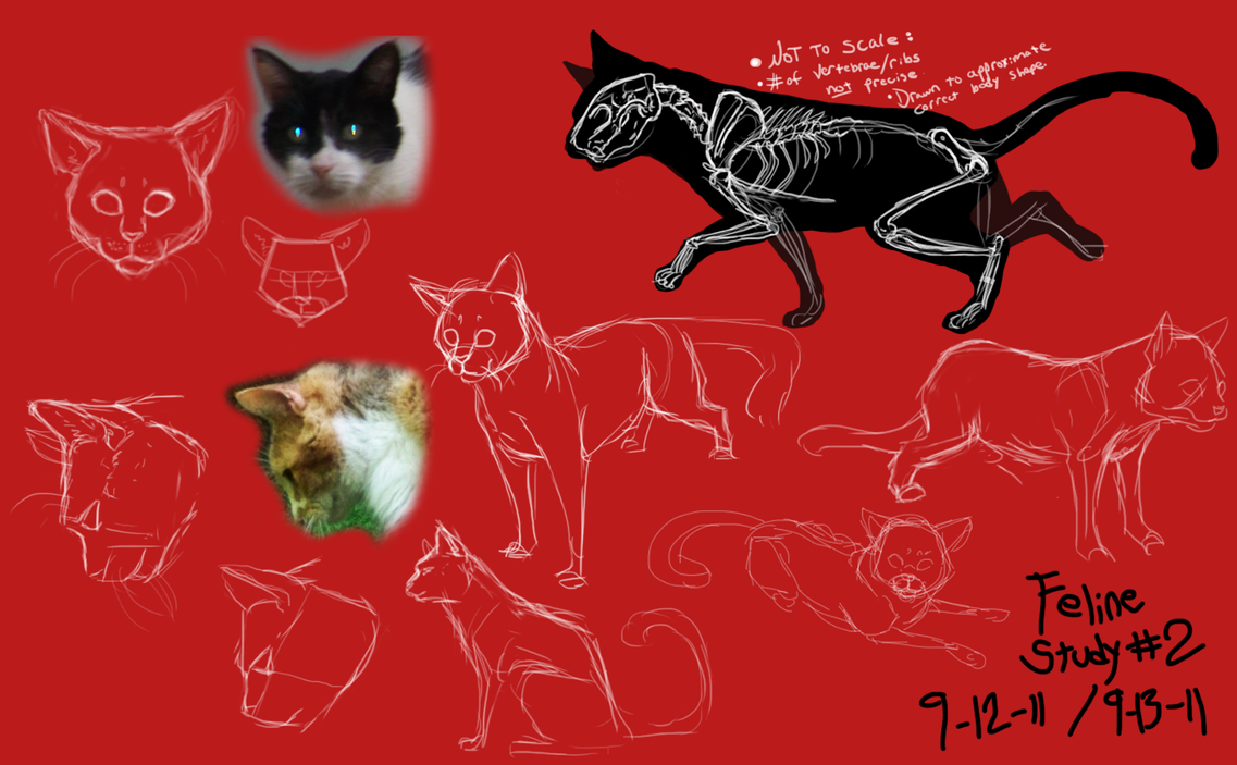 . house cat anatomy study . by ShadowCatsKey on DeviantArt