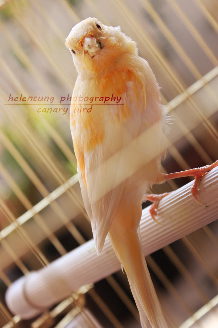 [Image: canary_bird_by_helencung-d58d9mi.jpg]