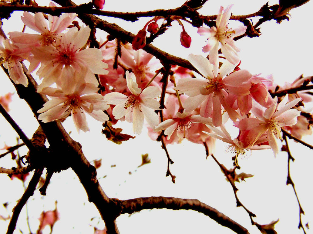 cherry_blossom_by_whatkatiedid.jpg