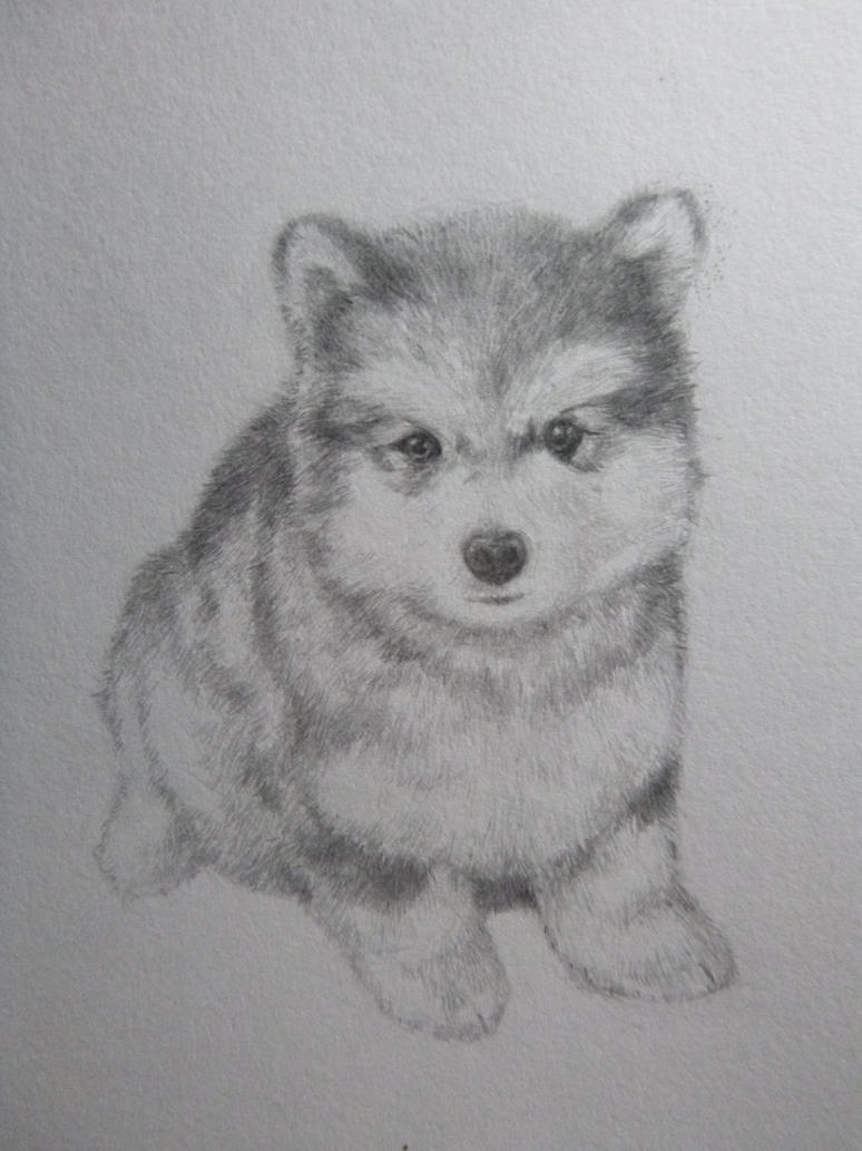How to Draw a Pomsky, Step by Step, Pets, Animals, FREE
